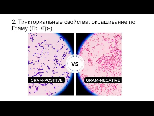 2. Тинкториальные свойства: окрашивание по Граму (Гр+/Гр-)