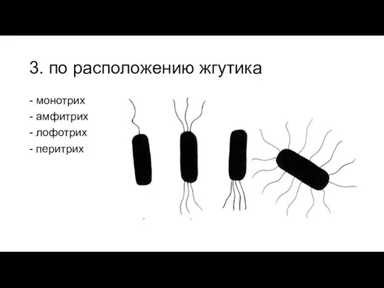 3. по расположению жгутика - монотрих - амфитрих - лофотрих - перитрих