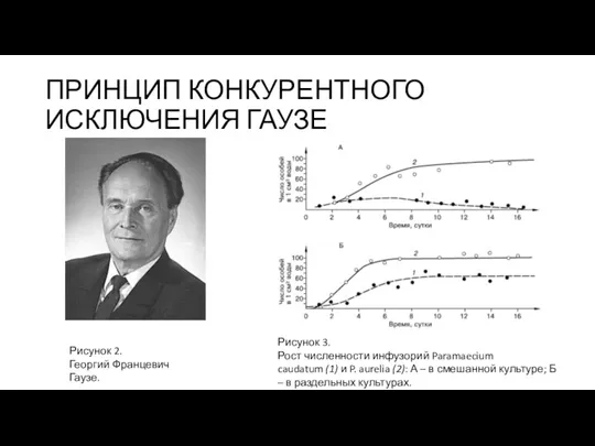 ПРИНЦИП КОНКУРЕНТНОГО ИСКЛЮЧЕНИЯ ГАУЗЕ Рисунок 3. Рост численности инфузорий Paramaecium caudatum (1)