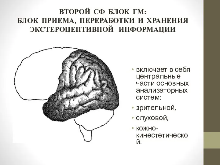 ВТОРОЙ СФ БЛОК ГМ: БЛОК ПРИЕМА, ПЕРЕРАБОТКИ И ХРАНЕНИЯ ЭКСТЕРОЦЕПТИВНОЙ ИНФОРМАЦИИ включает