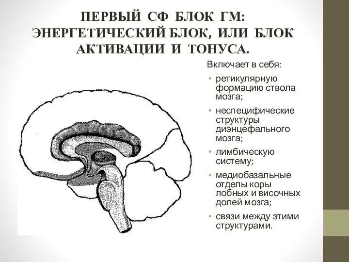 ПЕРВЫЙ СФ БЛОК ГМ: ЭНЕРГЕТИЧЕСКИЙ БЛОК, ИЛИ БЛОК АКТИВАЦИИ И ТОНУСА. Включает