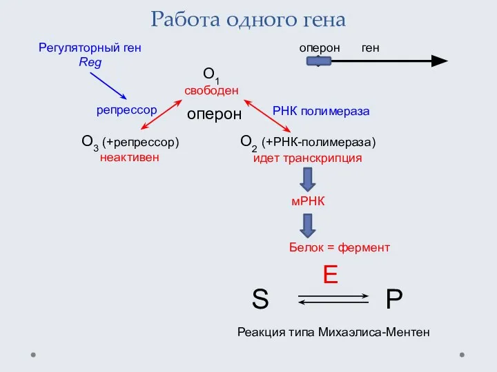 Работа одного гена Регуляторный ген Reg репрессор оперон O1 свободен O2 (+РНК-полимераза)