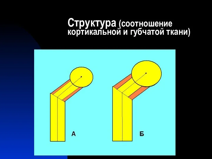 Структура (соотношение кортикальной и губчатой ткани)