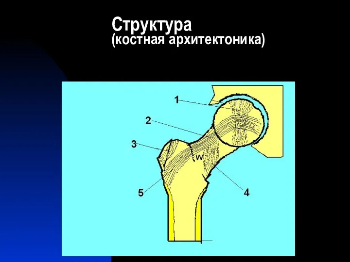 Структура (костная архитектоника)