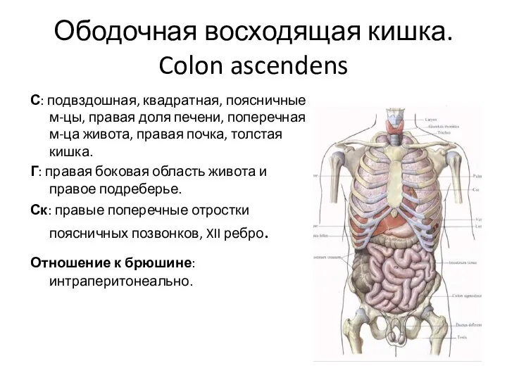 Ободочная восходящая кишка. Colon ascendens С: подвздошная, квадратная, поясничные м-цы, правая доля