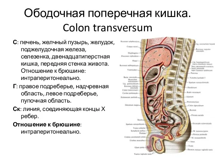 Ободочная поперечная кишка. Colon transversum С: печень, желчный пузырь, желудок, поджелудочная железа,