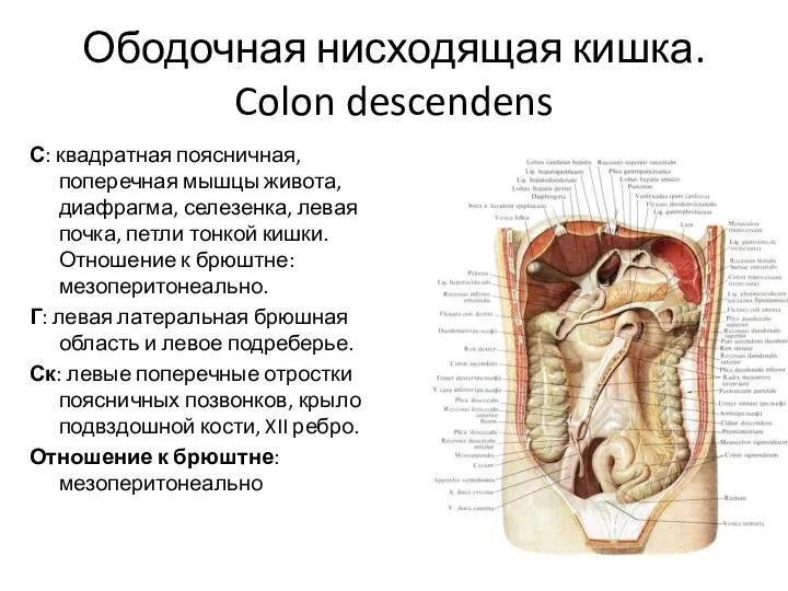 Ободочная нисходящая кишка. Colon descendens С: квадратная поясничная, поперечная мышцы живота, диафрагма,