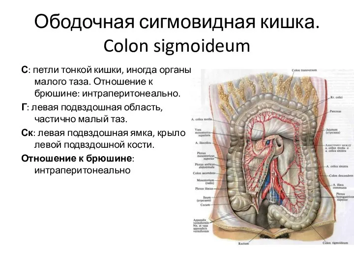 Ободочная сигмовидная кишка. Colon sigmoideum С: петли тонкой кишки, иногда органы малого