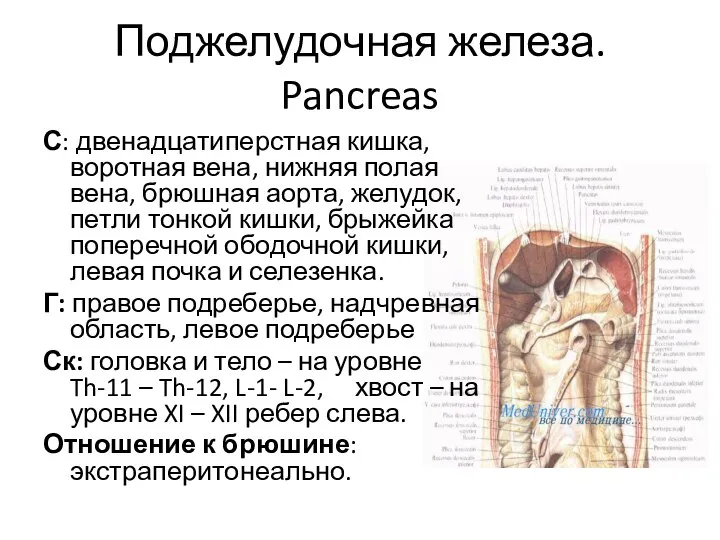 Поджелудочная железа. Pancreas С: двенадцатиперстная кишка, воротная вена, нижняя полая вена, брюшная