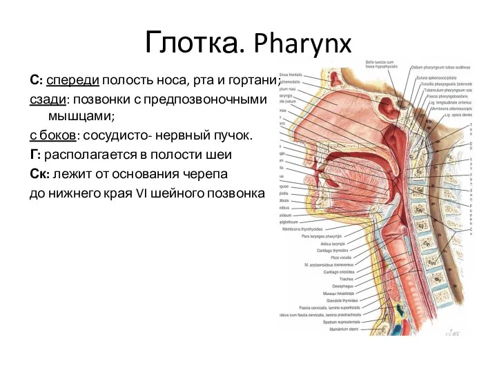 Глотка. Pharynx С: спереди полость носа, рта и гортани; сзади: позвонки с