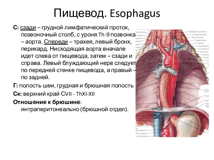 Пищевод. Esophagus С: сзади – грудной лимфатический проток, позвоночный столб, с уроня