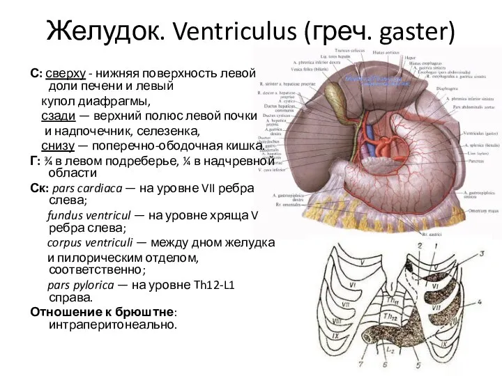 Желудок. Ventriculus (греч. gaster) С: сверху - нижняя поверхность левой доли печени