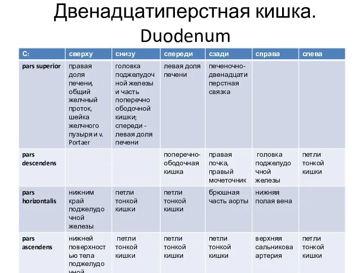 Двенадцатиперстная кишка. Duodenum