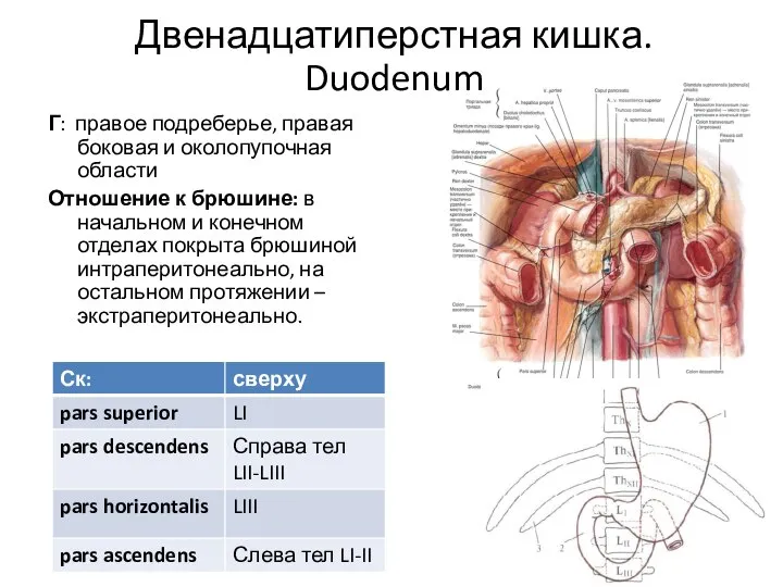 Г: правое подреберье, правая боковая и околопупочная области Отношение к брюшине: в