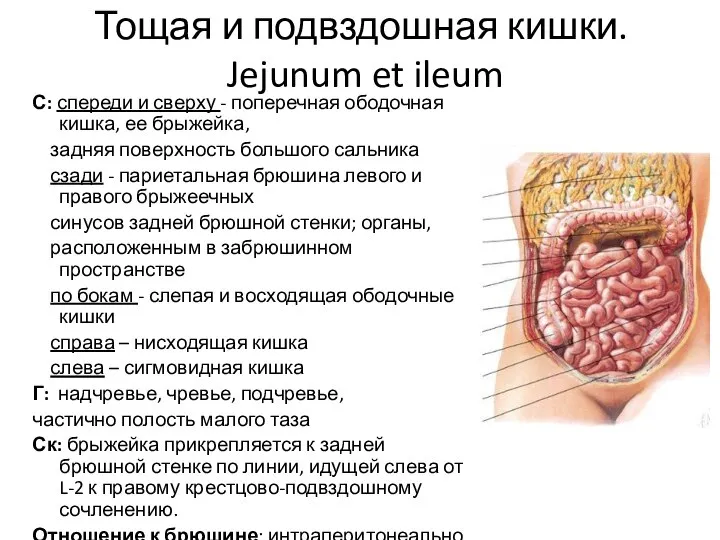 Тощая и подвздошная кишки. Jejunum et ileum С: спереди и сверху -