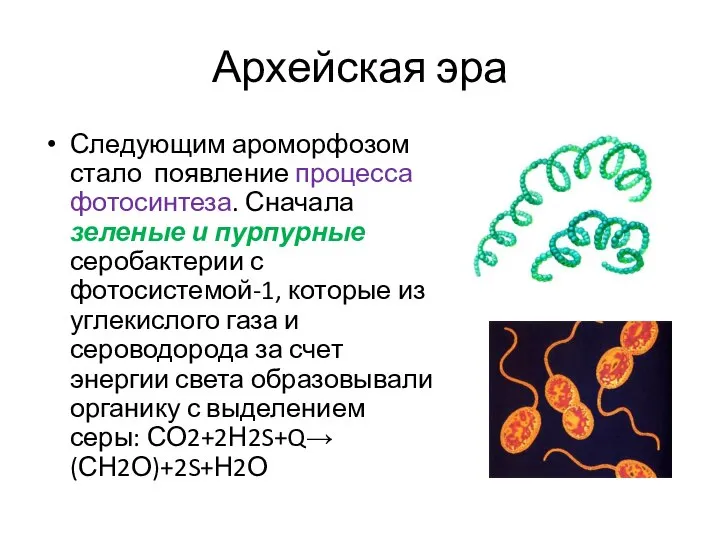 Архейская эра Следующим ароморфозом стало появление процесса фотосинтеза. Сначала зеленые и пурпурные