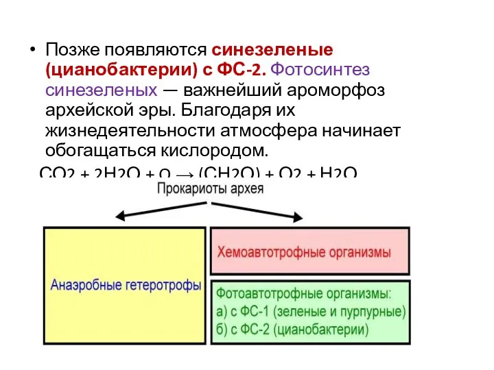 Позже появляются синезеленые (цианобактерии) с ФС-2. Фотосинтез синезеленых — важнейший ароморфоз архейской