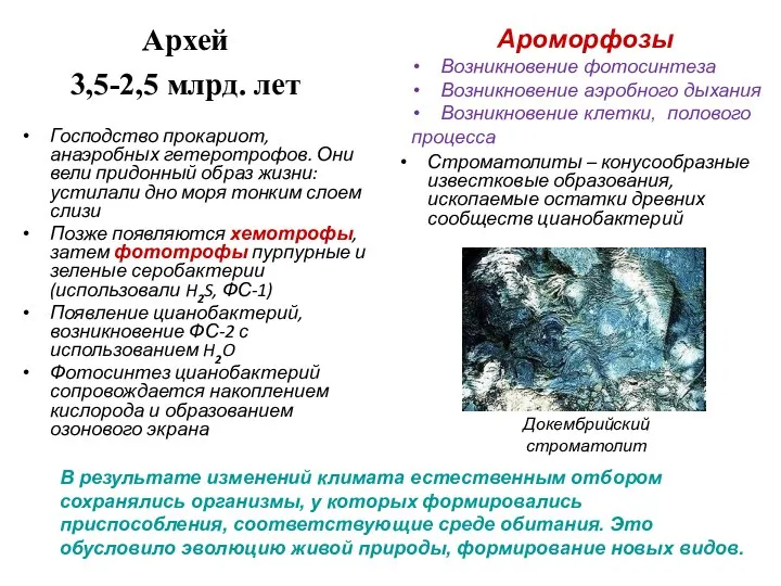 Архей 3,5-2,5 млрд. лет Строматолиты – конусообразные известковые образования, ископаемые остатки древних