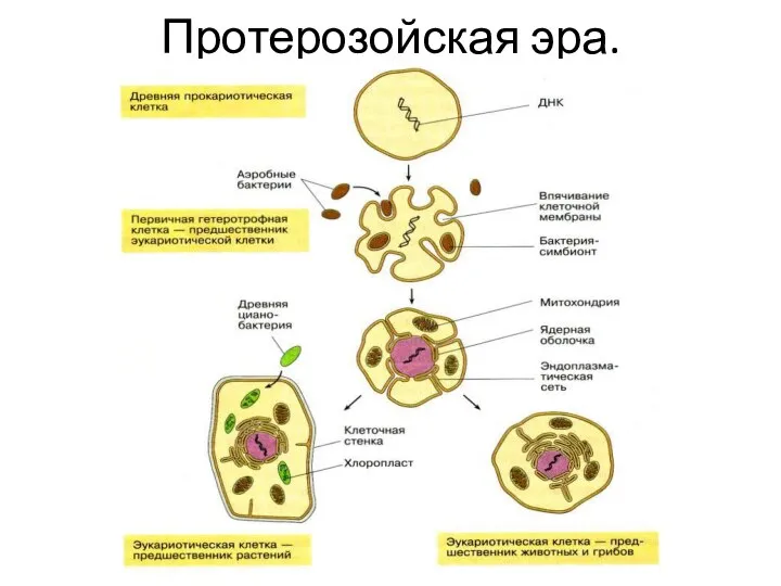 Протерозойская эра.