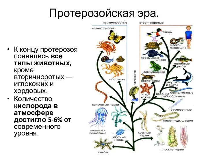 Протерозойская эра. К концу протерозоя появились все типы животных, кроме вторичноротых —