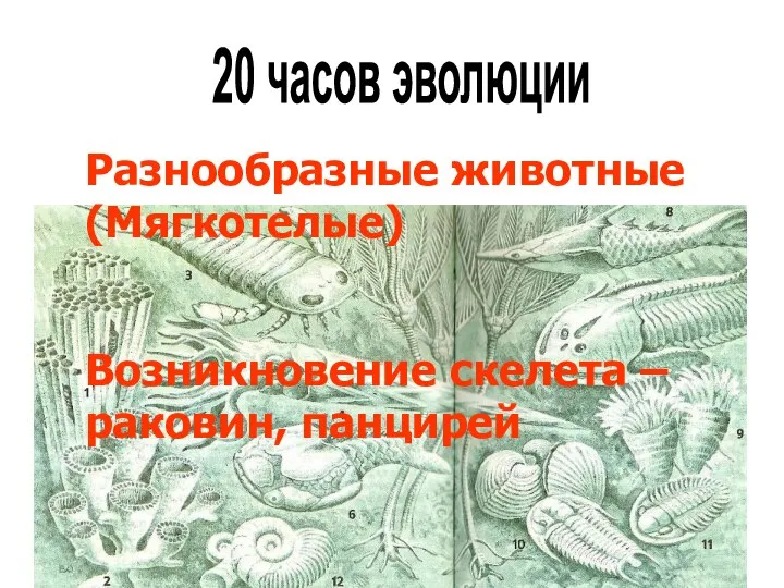 20 часов эволюции Разнообразные животные (Мягкотелые) Возникновение скелета – раковин, панцирей