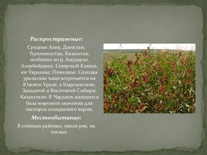 Распространение: Средняя Азия, Дагестан, Туркменистан, Казахстан, особенно по р. Амударье, Азербайджан, Северный