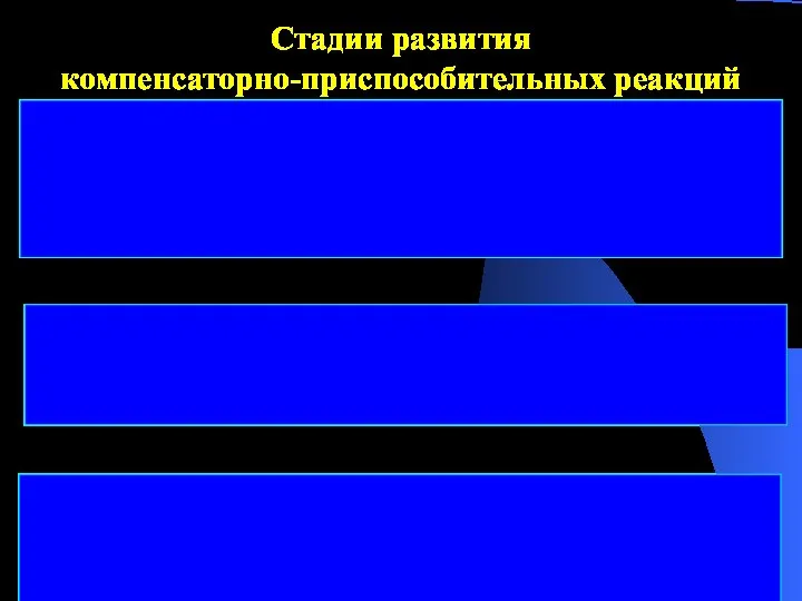 1. Стадия становления –происходит усиление функции органов, участвующих в компенсации утраченной или