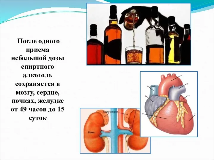 После одного приема небольшой дозы спиртного алкоголь сохраняется в мозгу, сердце, почках,