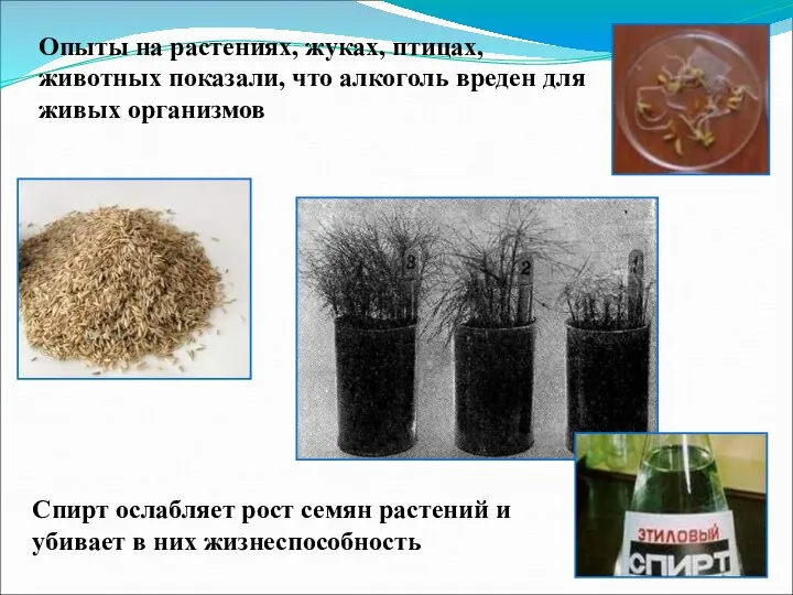 Опыты на растениях, жуках, птицах, животных показали, что алкоголь вреден для живых