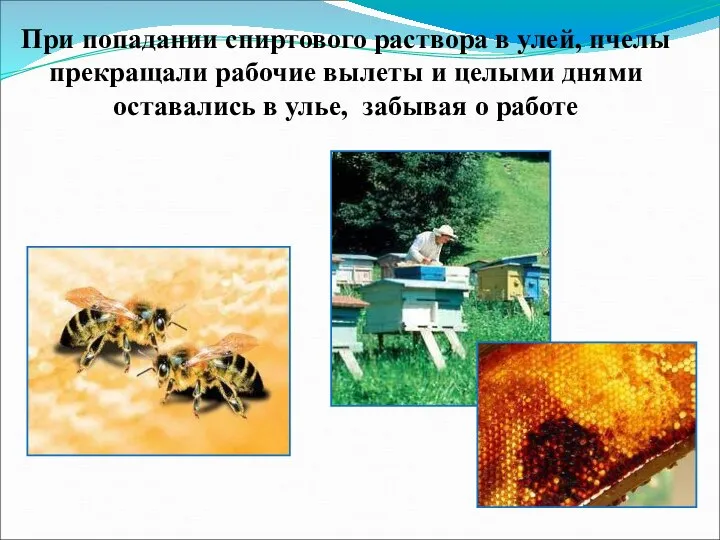 При попадании спиртового раствора в улей, пчелы прекращали рабочие вылеты и целыми
