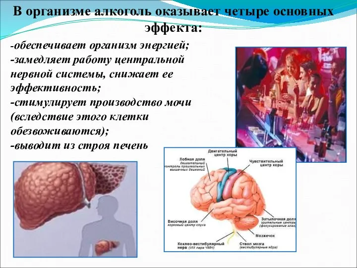 В организме алкоголь оказывает четыре основных эффекта: -обеспечивает организм энергией; -замедляет работу