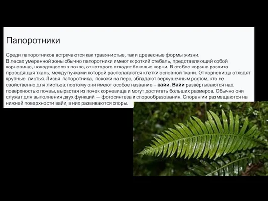 Папоротники Среди папоротников встречаются как травянистые, так и древесные формы жизни. В