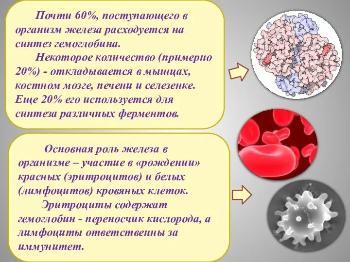 Основная роль железа в организме – участие в «рождении» красных (эритроцитов) и