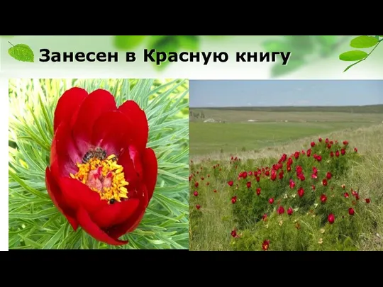 Занесен в Красную книгу