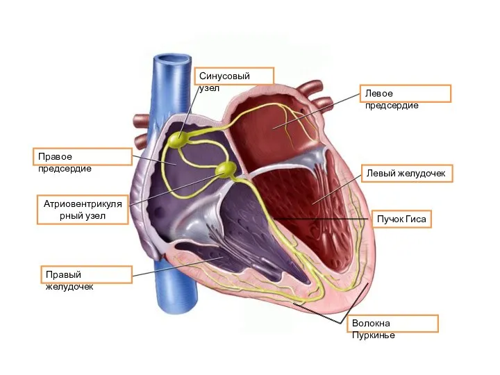 Левое предсердие Левый желудочек Правое предсердие Правый желудочек Атриовентрикулярный узел Синусовый узел Пучок Гиса Волокна Пуркинье