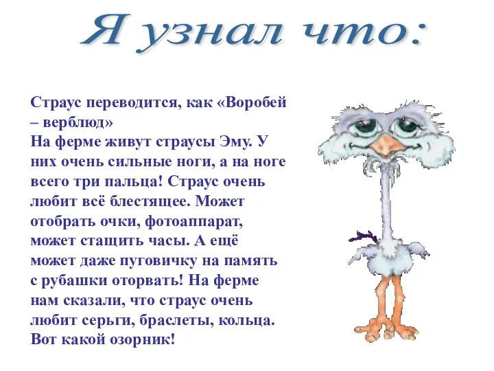 Я узнал что: Страус переводится, как «Воробей – верблюд» На ферме живут