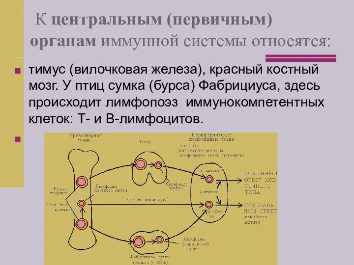 К центральным (первичным) органам иммунной системы относятся: тимус (вилочковая железа), красный костный