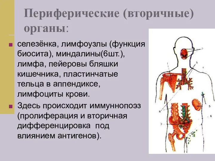 Периферические (вторичные) органы: селезёнка, лимфоузлы (функция биосита), миндалины(6шт.), лимфа, пейеровы бляшки кишечника,