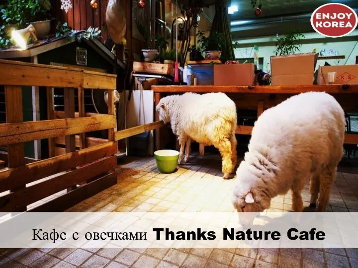 Кафе с овечками Thanks Nature Cafe
