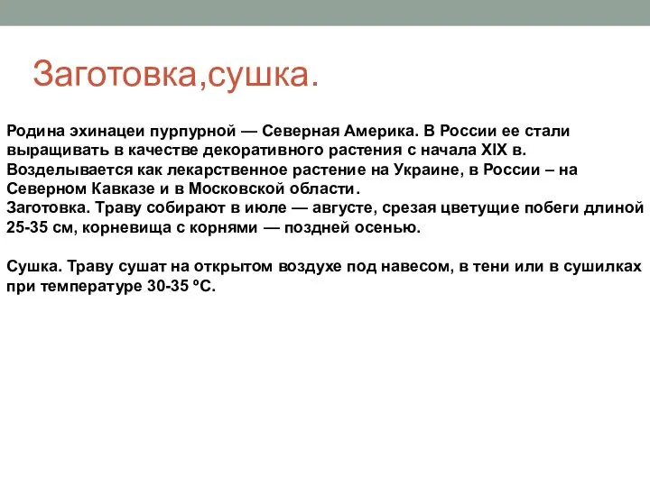 Заготовка,сушка. Родина эхинацеи пурпурной — Северная Америка. В России ее стали выращивать