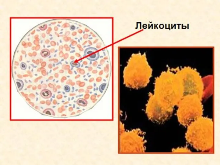 ОПРОС ДОМАШНЕГО ЗАДАНИЯ ТЭЙК ОФ-ТАЧ ДАУН