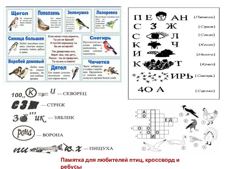 Памятка для любителей птиц, кроссворд и ребусы