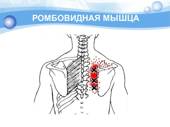 РОМБОВИДНАЯ МЫШЦА