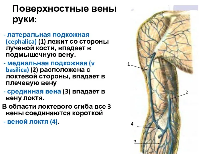 Поверхностные вены руки: - латеральная подкожная (cephalica) (1) лежит со стороны лучевой