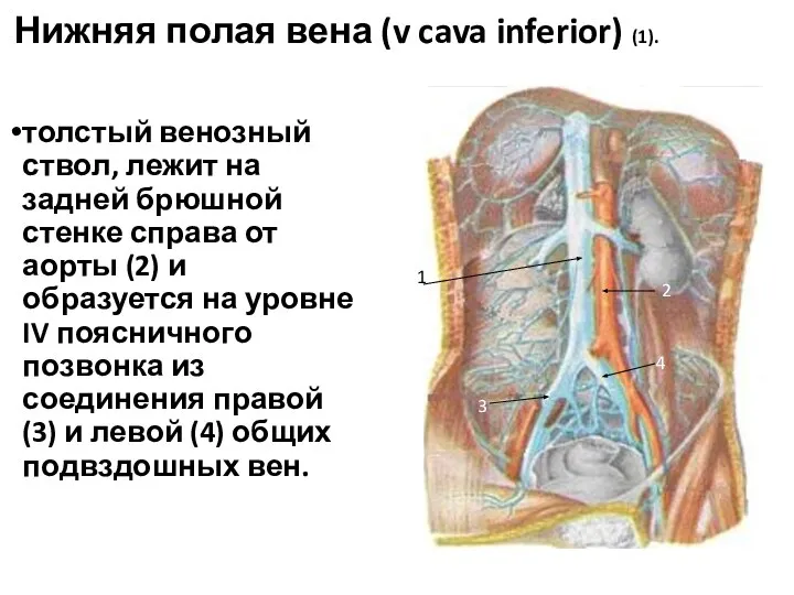 Нижняя полая вена (v cava inferior) (1). толстый венозный ствол, лежит на