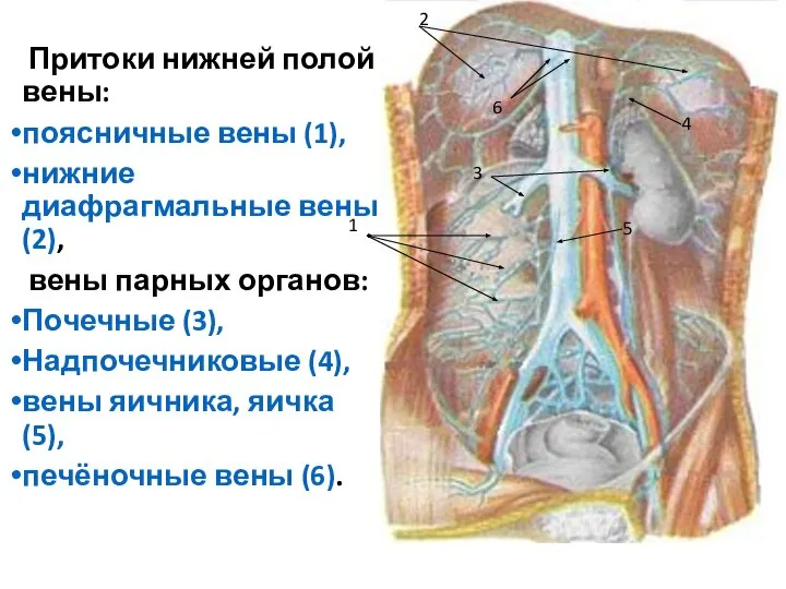 Притоки нижней полой вены: поясничные вены (1), нижние диафрагмальные вены (2), вены