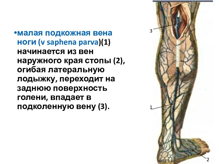 малая подкожная вена ноги (v saphena parva)(1) начинается из вен наружного края