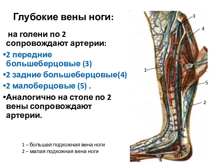 Глубокие вены ноги: на голени по 2 сопровождают артерии: 2 передние большеберцовые