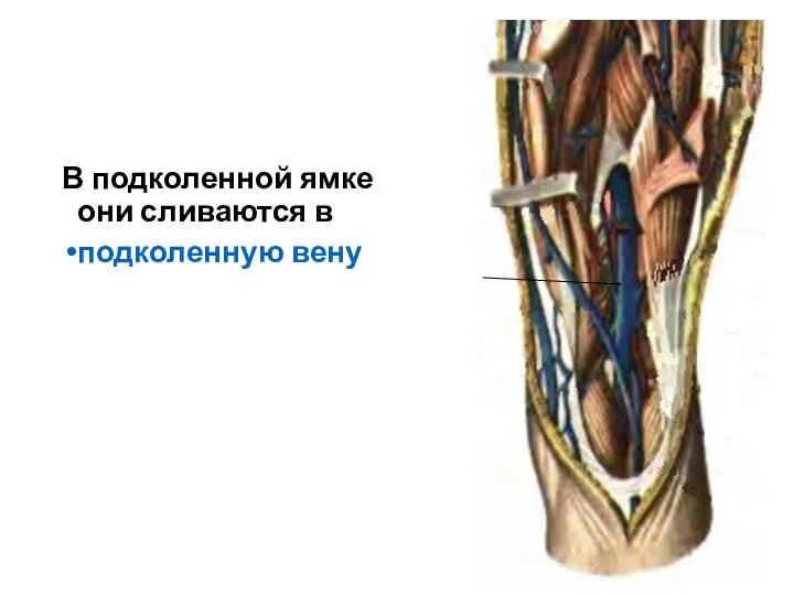 В подколенной ямке они сливаются в подколенную вену