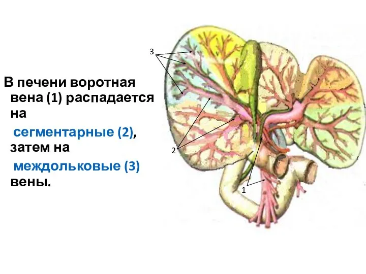 В печени воротная вена (1) распадается на сегментарные (2), затем на междольковые